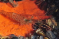   Shrimp  